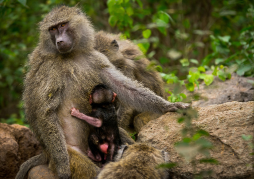 Tanzania, Park Manyara, Arusha, olive baboon adult with a baby (papio cynocephalus anubis)