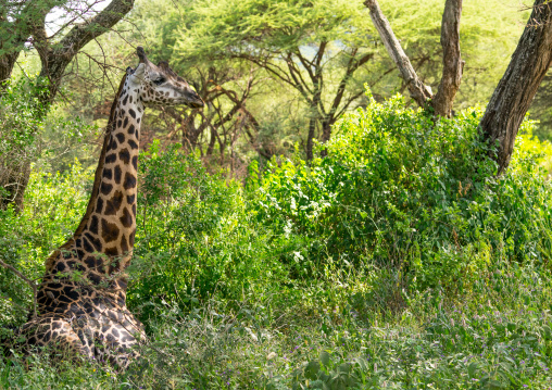 Tanzania, Park Manyara, Arusha, giraffe (giraffa camelopardalis) sitting