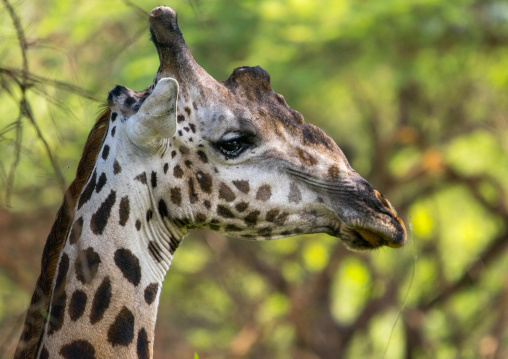 Tanzania, Park Manyara, Arusha, giraffe (giraffa camelopardalis)