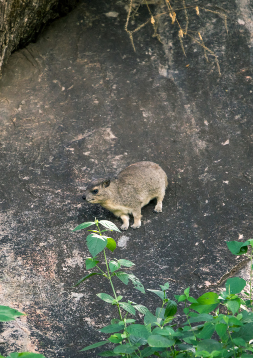 Tanzania, Park Manyara, Arusha, rock hyrax (procavia capensis)