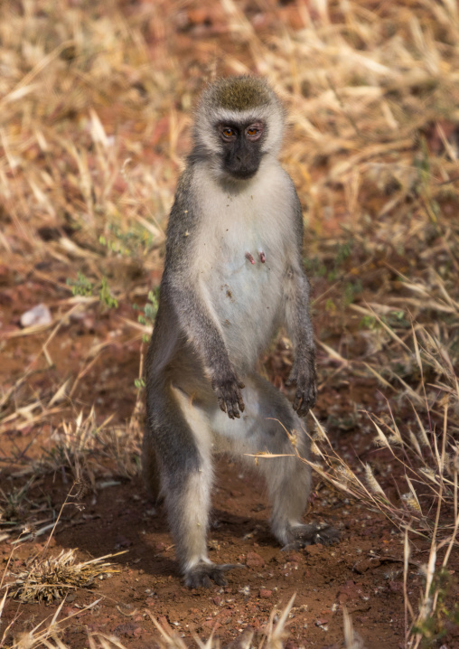Tanzania, Park Manyara, Arusha, black faced ververt monkey female standing