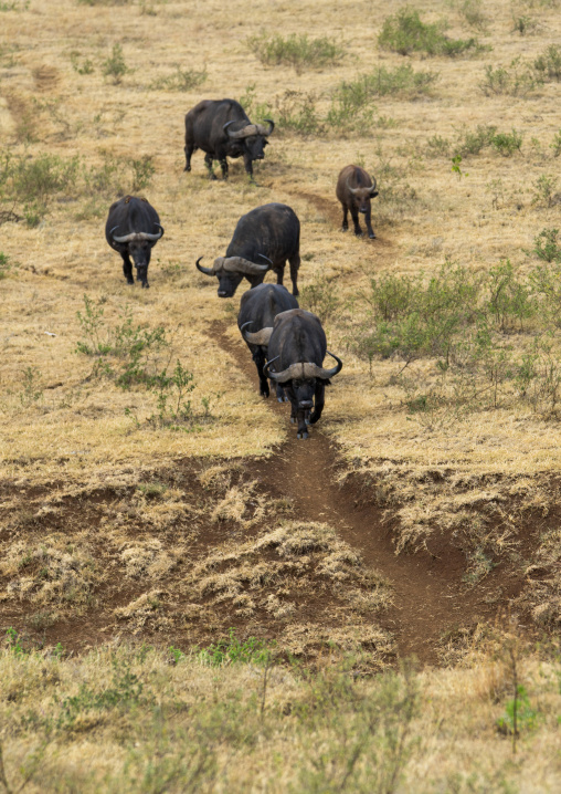 Tanzania, Arusha Region, Ngorongoro Conservation Area, cape buffalos (syncerus caffer) migration