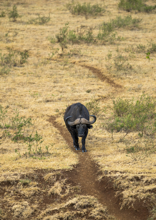 Tanzania, Arusha Region, Ngorongoro Conservation Area, cape buffalo (syncerus caffer) bull