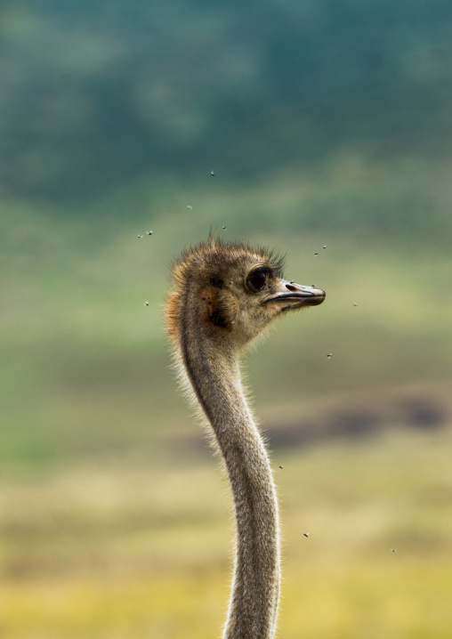 Tanzania, Arusha Region, Ngorongoro Conservation Area, female ostrich head (struthio camelus) on landscape