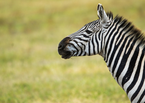 Tanzania, Arusha Region, Ngorongoro Conservation Area, zebra (equus burchellii)