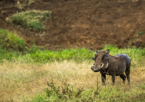 Tanzania, Arusha Region, Ngorongoro Conservation Area, warthog (phacochoerus aethiopicus)