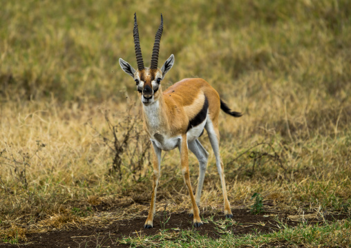 Tanzania, Arusha Region, Ngorongoro Conservation Area, male thomson's gazelle (gazella thomsonii)