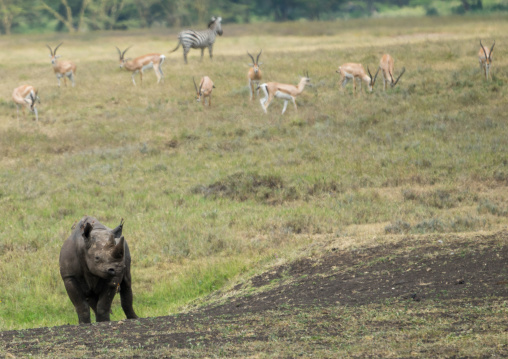 Tanzania, Arusha Region, Ngorongoro Conservation Area, black rhinoceros (diceros bicornis) in front of grants gazelles (nanger granti) and one zebra