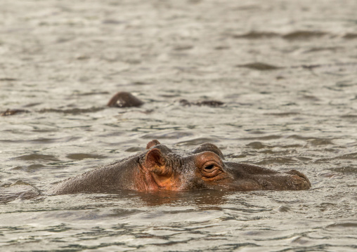Tanzania, Arusha Region, Ngorongoro Conservation Area, hippopotamus (hippopotamus amphibius ) swimming in water
