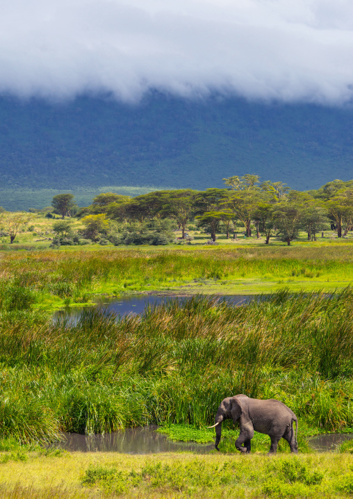Tanzania, Arusha Region, Ngorongoro Conservation Area, african elephant (loxodonta africana)