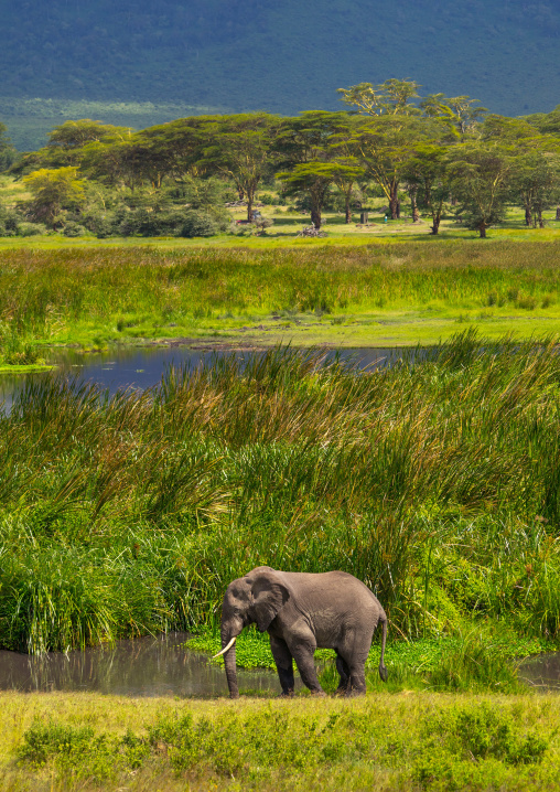 Tanzania, Arusha Region, Ngorongoro Conservation Area, african elephant (loxodonta africana)