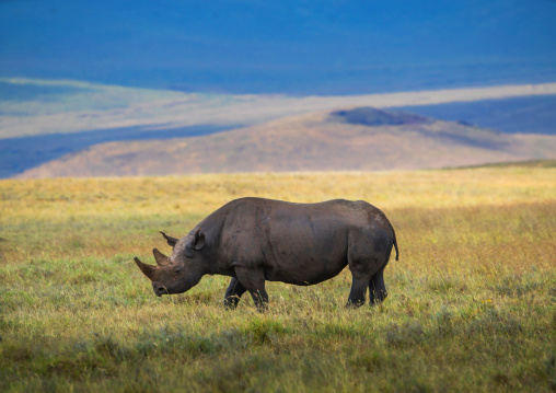 Tanzania, Arusha Region, Ngorongoro Conservation Area, black rhinoceros (diceros bicornis) in the plain