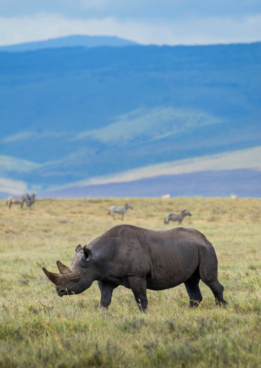 Tanzania, Arusha Region, Ngorongoro Conservation Area, black rhinoceros (diceros bicornis) in front of zebras