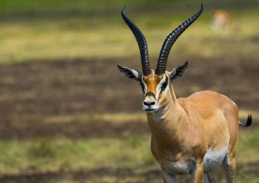 Tanzania, Arusha Region, Ngorongoro Conservation Area, male grant's gazelle (nanger granti)