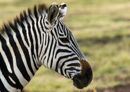 Tanzania, Arusha Region, Ngorongoro Conservation Area, zebra (equus burchellii)