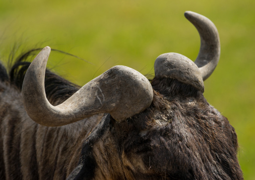 Tanzania, Arusha Region, Ngorongoro Conservation Area, blue wildebeest (connochaetes taurinus)