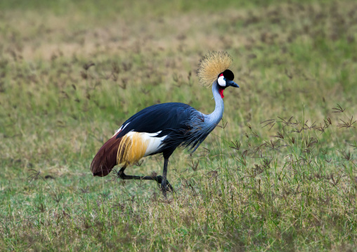 Tanzania, Arusha Region, Ngorongoro Conservation Area, grey crowned crane (balearica regulorum)