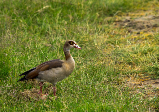 Tanzania, Arusha Region, Ngorongoro Conservation Area, egyptian goose (alopochen aegyptiacus)