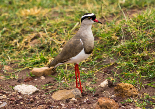 Tanzania, Arusha Region, Ngorongoro Conservation Area, crowned plover (crowned lapwing)