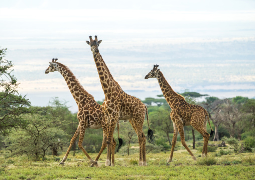 Tanzania, Arusha Region, Ngorongoro Conservation Area, giraffe (giraffa camelopardalis)