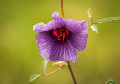 Tanzania, Mara, Serengeti National Park, purple wildflower