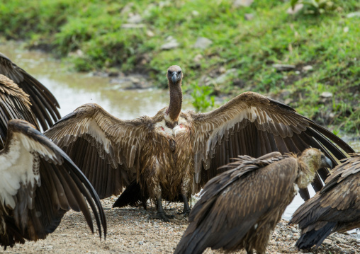 Tanzania, Mara, Serengeti National Park, african white-backed vultures (gyps africanus)