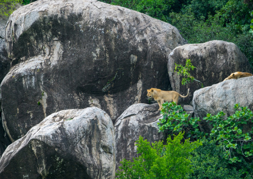 Tanzania, Mara, Serengeti National Park, african lions (panthera leo) on a kopje