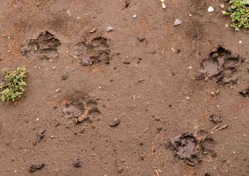 Tanzania, Mara, Serengeti National Park, a pair of lion paw prints