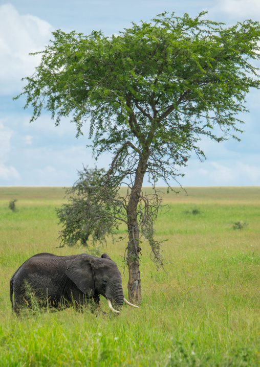 Tanzania, Mara, Serengeti National Park, african elephant (loxodonta africana)