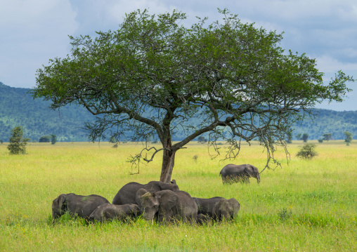 Tanzania, Mara, Serengeti National Park, african elephants (loxodonta africana)