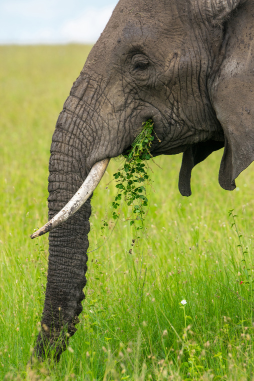 Tanzania, Mara, Serengeti National Park, african elephant (loxodonta africana)
