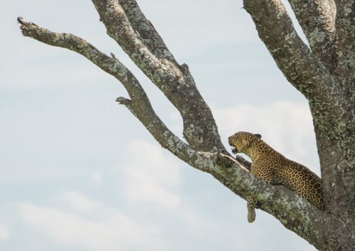 Tanzania, Mara, Serengeti National Park, an african leopard (panthera pardus) relaxing on a large branch