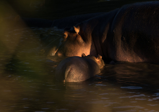 Tanzania, Mara, Serengeti National Park, hippopotamus (hippopotamus amphibius) mother and a baby in a river