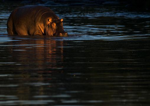 Tanzania, Mara, Serengeti National Park, hippopotamus (hippopotamus amphibius) in a river