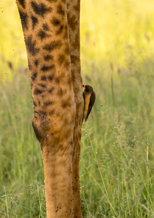 Tanzania, Mara, Serengeti National Park, bird eating parasites on a giraffe leg (giraffa camelopardalis)