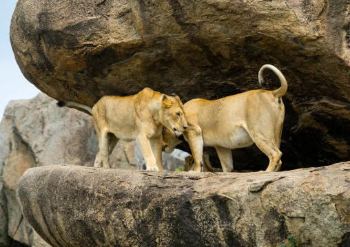Tanzania, Mara, Serengeti National Park, african lionesses (panthera leo) crossing on a kopje