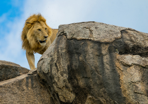Tanzania, Mara, Serengeti National Park, african lion (panthera leo) on a kopje
