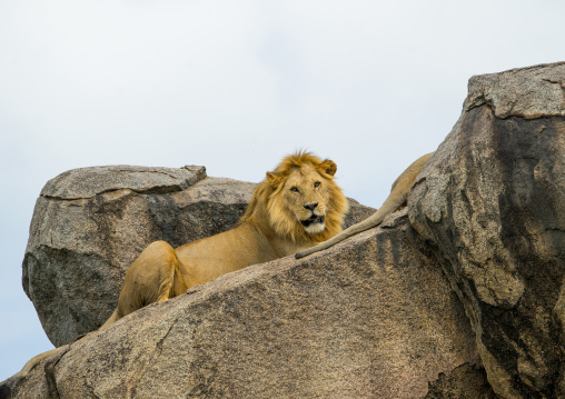 Tanzania, Mara, Serengeti National Park, african lion (panthera leo) on a kopje