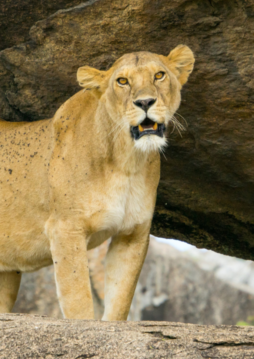 Tanzania, Mara, Serengeti National Park, african lioness (panthera leo) on a kopje