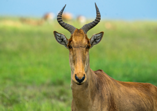 Tanzania, Mara, Serengeti National Park, topi (damaliscus lunatus)