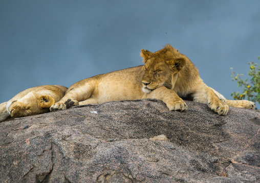Tanzania, Mara, Serengeti National Park, african lionesses (panthera leo) sleeping on a kopje