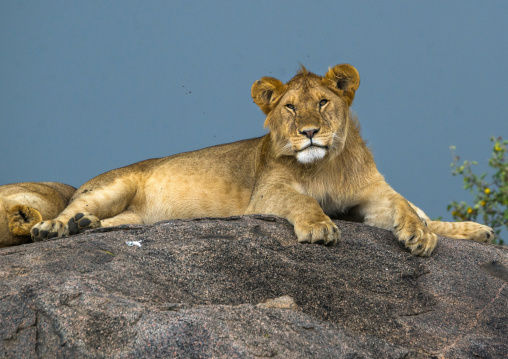 Tanzania, Mara, Serengeti National Park, african lioness (panthera leo) on a kopje