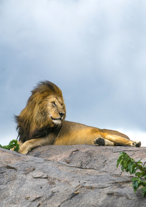 Tanzania, Mara, Serengeti National Park, male african lion (panthera leo) disturbed by wind on a kopje