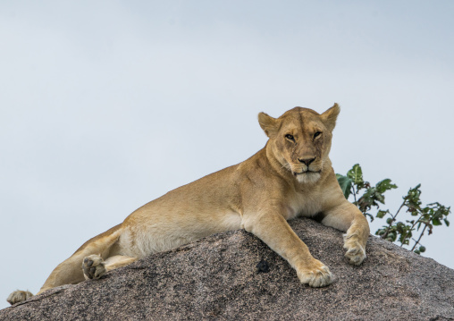 Tanzania, Mara, Serengeti National Park, african lioness (panthera leo) resting on a kopje