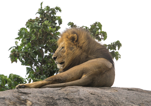 Tanzania, Mara, Serengeti National Park, male african lion (panthera leo) resting on a kopje