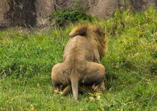 Tanzania, Mara, Serengeti National Park, lion and lioness (panthera leo) mating
