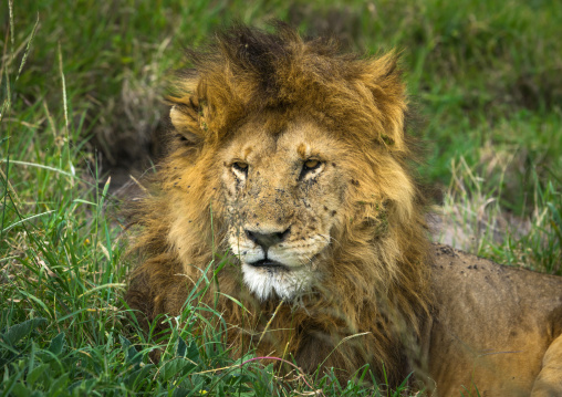 Tanzania, Mara, Serengeti National Park, male african lion (panthera leo)