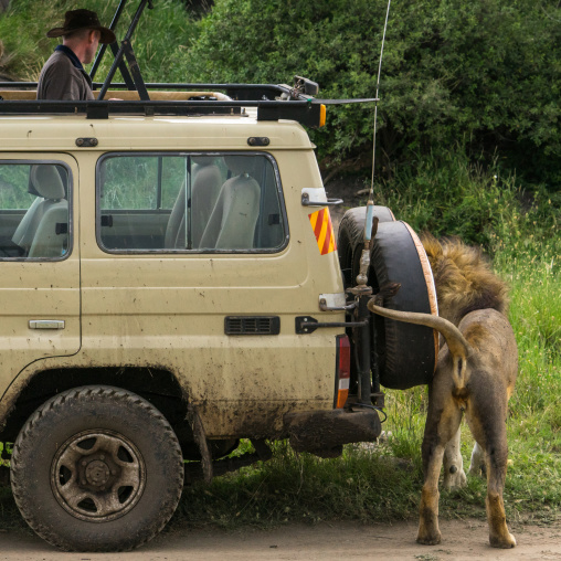 Tanzania, Mara, Serengeti National Park, lion scratching on a tourist vehicle