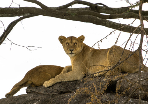 Tanzania, Mara, Serengeti National Park, african lionesses (panthera leo) on a kopje