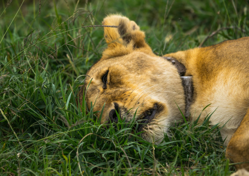 Tanzania, Mara, Serengeti National Park, african lioness with gps radio collar (panthera leo) sleeping